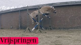 VRIJSPRINGEN KING | Haflingers King & Beau Vlog #21