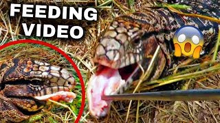MASSIVE Pet Lizard EATS Chicken! *Feeding Video*