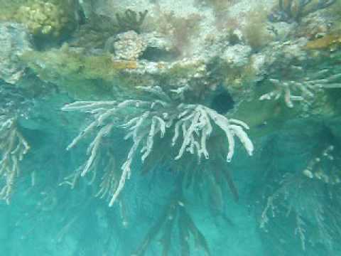 Dry Tortuga National Park Coral Reef, Underwater V...