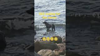 dogs are the most loyal partner 🥺🥺🥺#everyone #likeandsubscribe #dogshorts #pets
