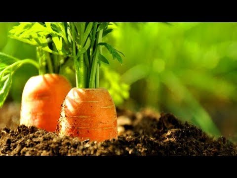 Vidéo: Récolte Des Carottes