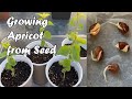 How to Grow Apricot from Seed - A Quick Guide on How to Germinate Apricot Seeds