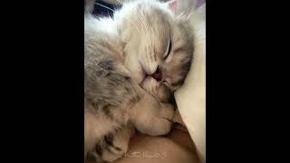 Cracking the Code of Irresistible Charm: Understanding the Must-LoveFactors 😹 #cat #cute #funnycats