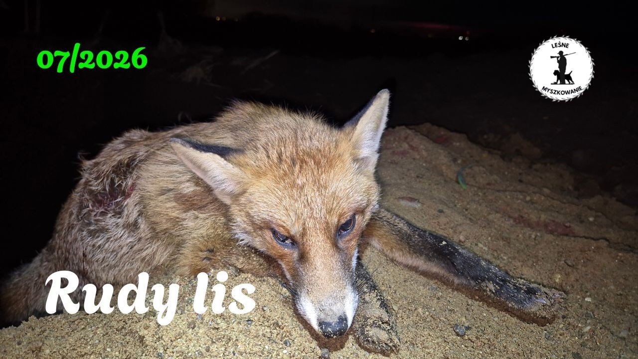 LEŚNE MYSZKOWANIE- 07/2026 Rudy lis