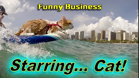 Watch the video about WATCH this HILARIOUS CAT! best funny CAT VIDEO 2023 2024 MEOWING Cat TV Cat FAILS Cat Sounds Videos