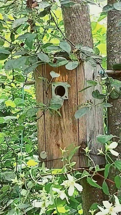 #bird #feeding their #babies #lintu