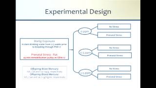 Brain Impacts by D. Cory-Slechta | Cumulative Impacts Affect Kids 3