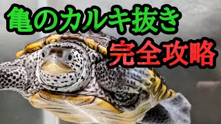 【亀飼育】カメにカルキ抜きって必要？その論争に一つの答えを出します。カルキ抜いても抜かなくても、あなた次第で亀は幸せに過ごせます。