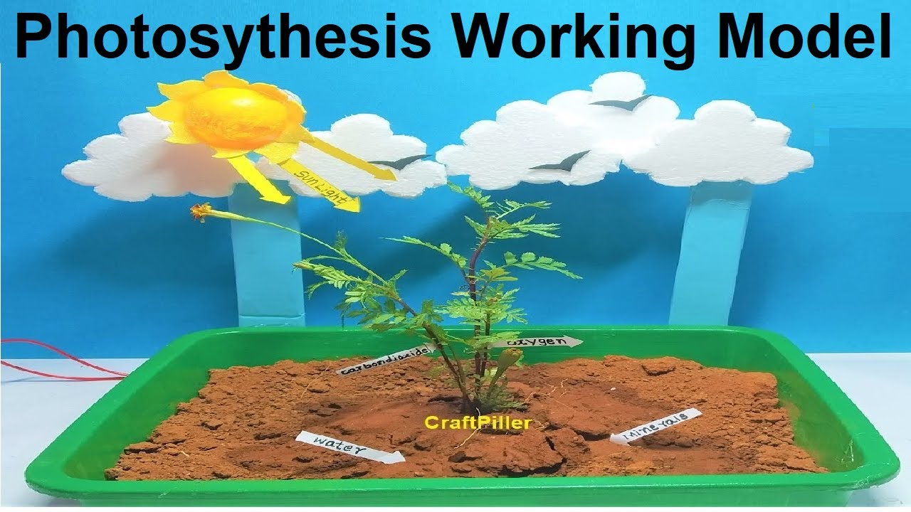 photosynthesis model science project