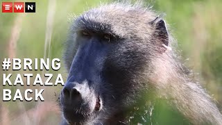 Concerned community members are fighting to block the relocation of a baboon from the Slangkop troop to Tokai, saying it has been to the detriment of the primate.