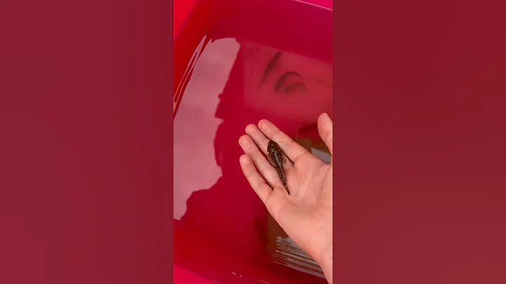 NEW POOL POND FISH! 5 away from 500!!!! #jesus #fishing #shorts #video #jesussaves