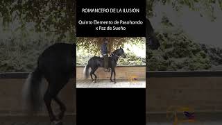 ROMANCERO DE LA ILUSIÓN PASO FINO COLOMBIANO #pasofino #caballos #horse #shortsvideo