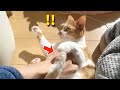 モフでうっとり♪ → 嫉妬から一触即発w【すずとコテツ】
