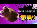 爆笑イッヌ全員参戦!!Part2