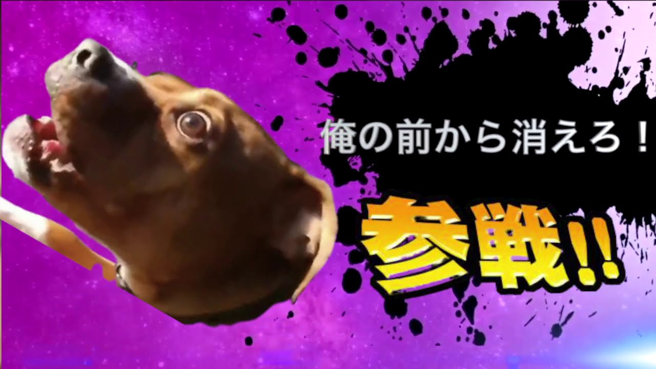 爆笑イッヌ全員参戦 Part１ Youtube