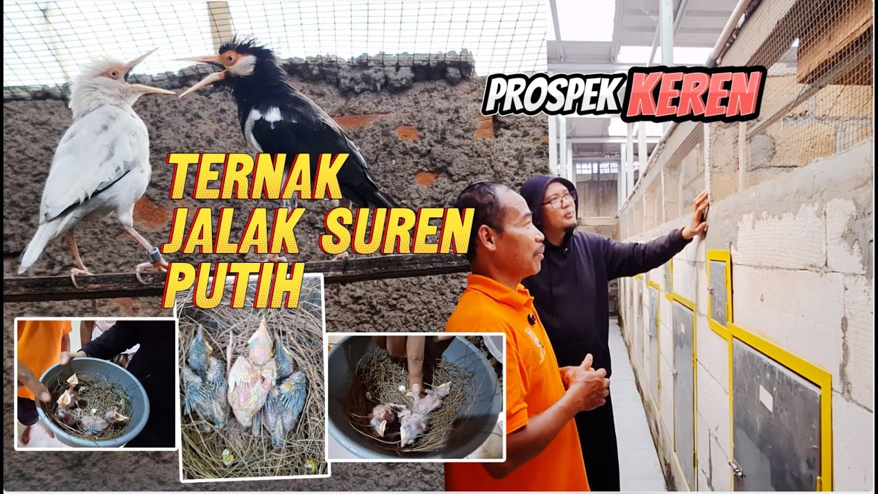 PROSPEK KEREN TERNAK JALAK SUREN PUTIH LANGKA - ANAKANYA SUDAH TERSEBAR SELURUH INDONESIA