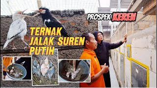 PROSPEK KEREN TERNAK JALAK SUREN PUTIH LANGKA - ANAKANYA SUDAH TERSEBAR SELURUH INDONESIA