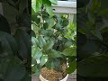 #lemon #lime #fruittrees #garden #gardening #composting #vermicompost #craigscompost