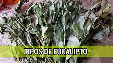 Como identificar o tipo de eucalipto?