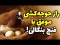 فنچ بنگالی پرستار جادویی تخم ها راهنمای کامل تغذیه جفت گیری و پرورش