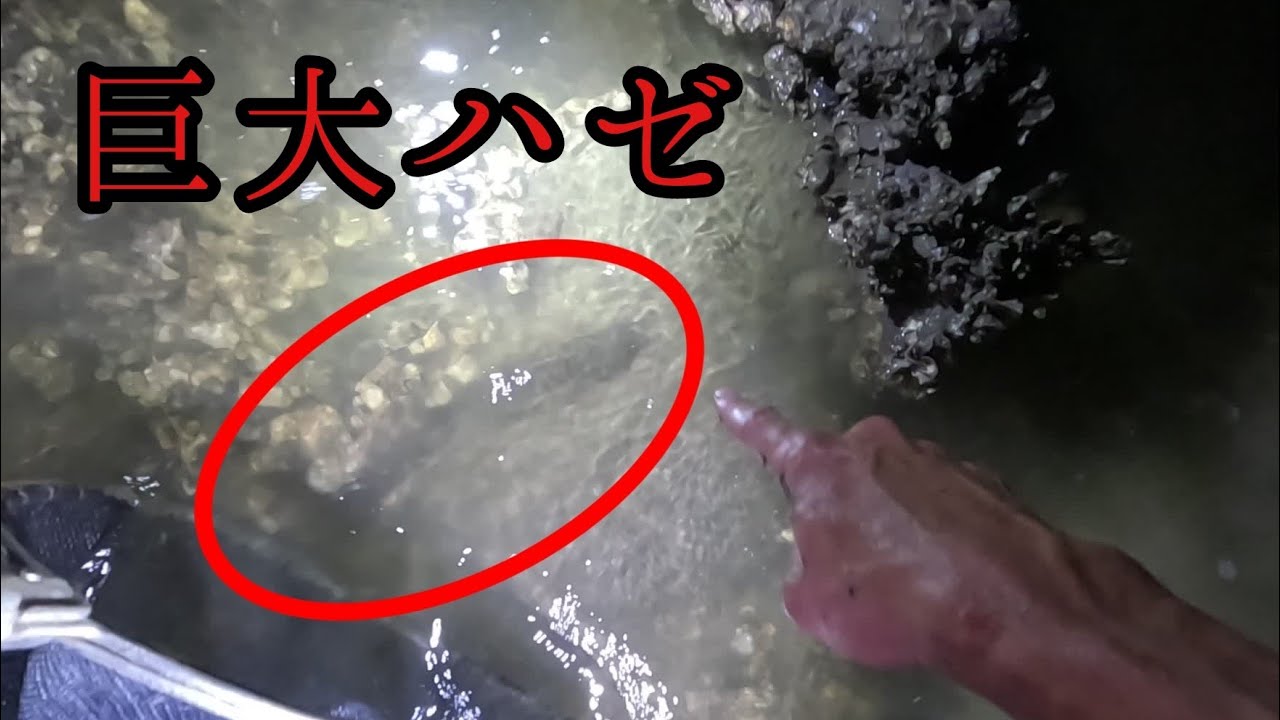 Catch One of the Biggest Gobies in Japan!!! - YouTube