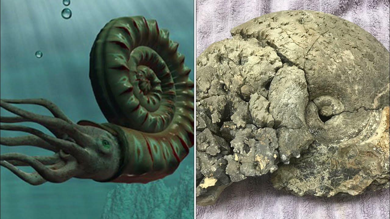 Ammonites! How to use geologic maps to find Mancos Shale fossil locations in New Mexico YouTube
