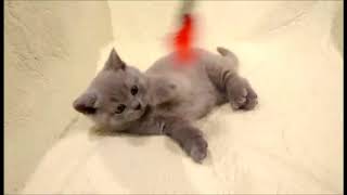 Голубое облачко! Британский котенок голубого окраса. Девочка. Голубое облачко! Британский котенок голубого окраса. Девочка.