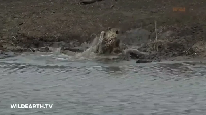 crocodile attacks unsuspecting  cheetah cub - 1080 #1million