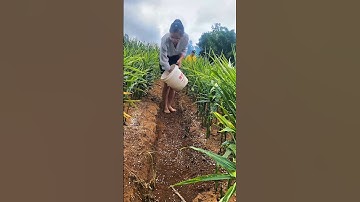 satisfied ginger🫚 harvesting farming techniques #pruning #satisfying #farming