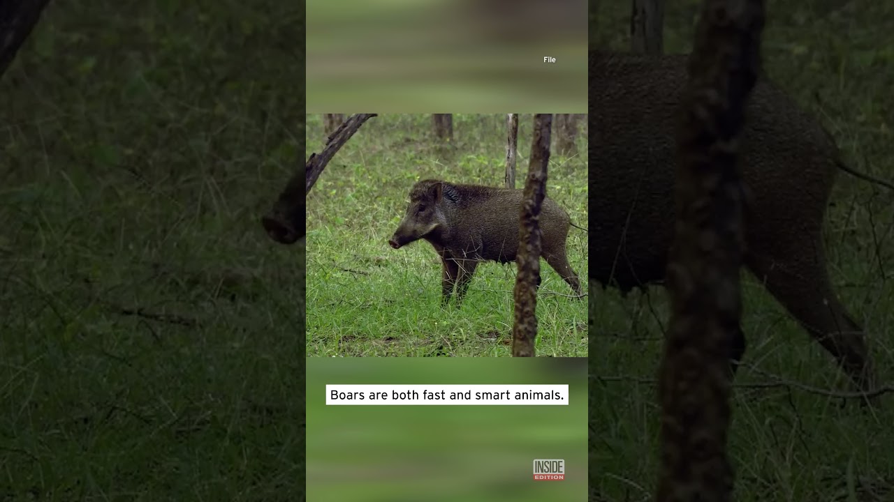 Humanoid Robot Chases Wild Boars #shorts