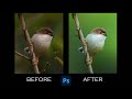 How to edit a bird photo for wildlife photography / Photoshop Tutorial / Photo Editing