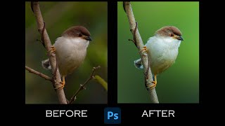 How to edit a bird photo for wildlife photography / Photoshop Tutorial / Photo Editing screenshot 3