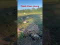 #duckhuntingvideo #ducksunlimited #duckduckgoose #duck #realtree #sitka #sitkagear