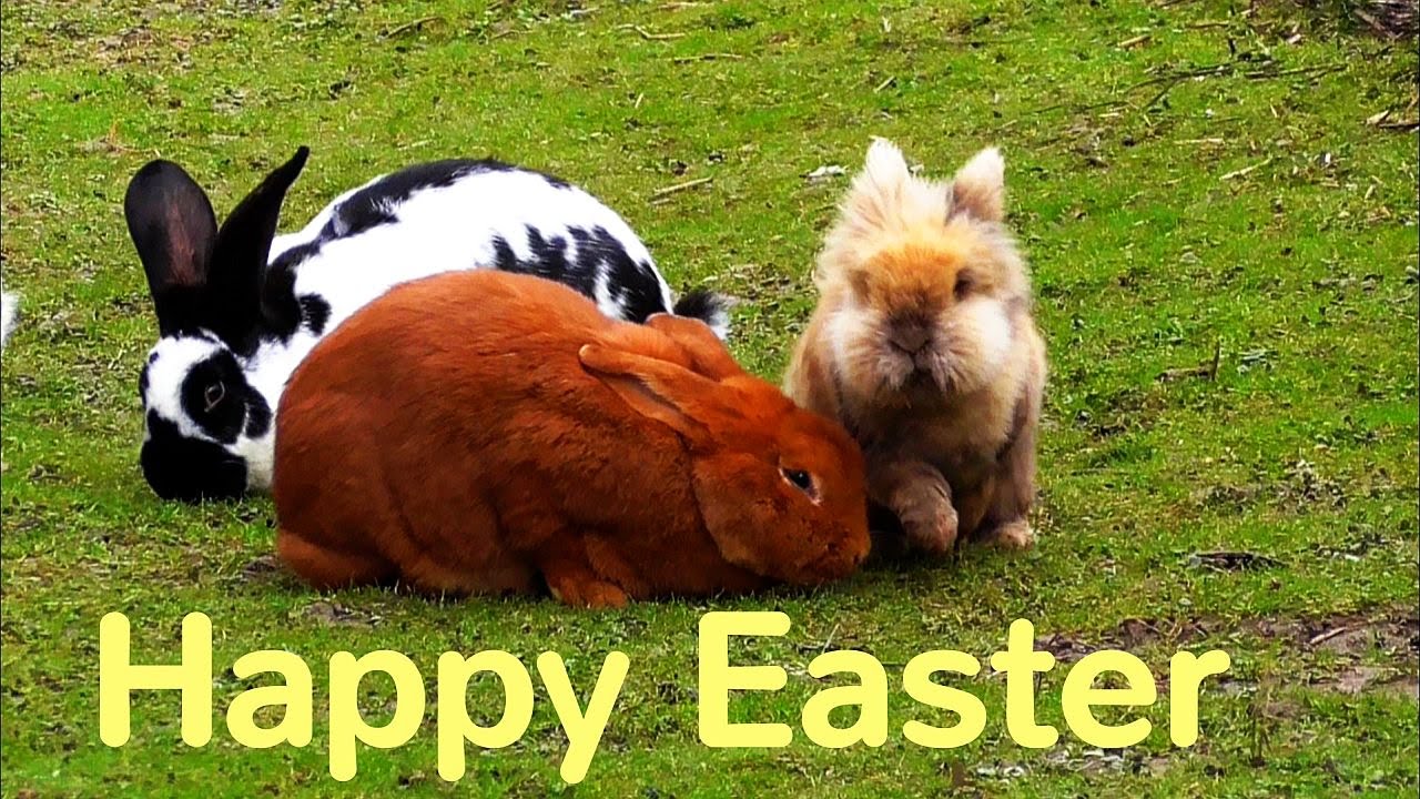Bunnies wish Happy Easter - YouTube