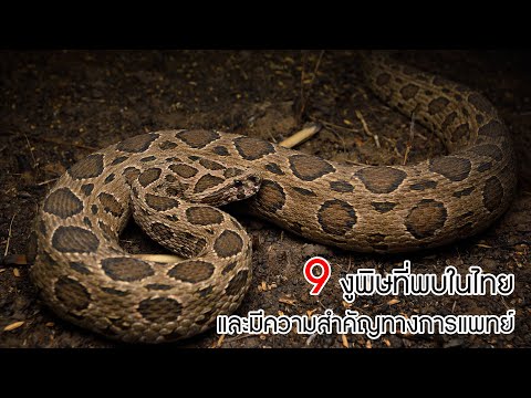 9 งูพิษที่พบในไทย และมีความสำคัญทางการแพทย์