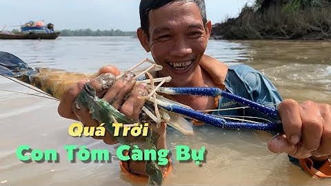 Mò tôm càng xanh chài dính thêm cá tai tượng về chiên xù lai rai miệt vườn | Cù Lao Dung Vlogs #617