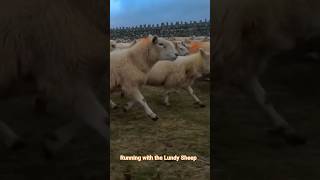 Running with the Lundy Sheep Flock #animals #lundy #farming