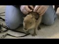 Tuff'n, The Cutest Baby Capybara You Will Ever See Tuff'n、世界で最もかわいい赤ちゃんカピバラ