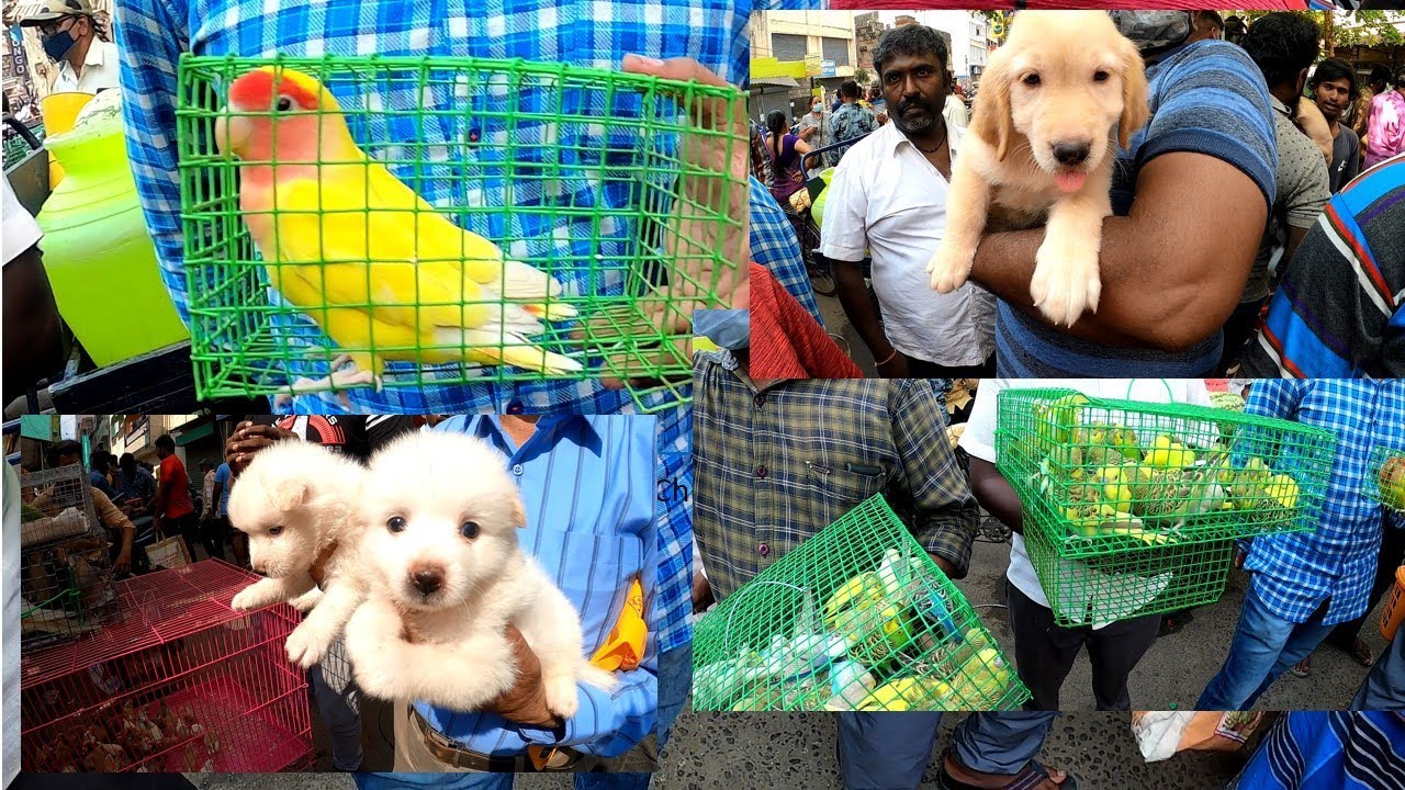 Chennai BroadWay Pet Market 2022 / Sunday Pet Market /All pet in one