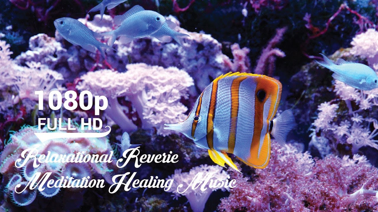 Underwater Dreams,Coral Reefs,Sea Life Footage 🧘 Relaxational Reverie