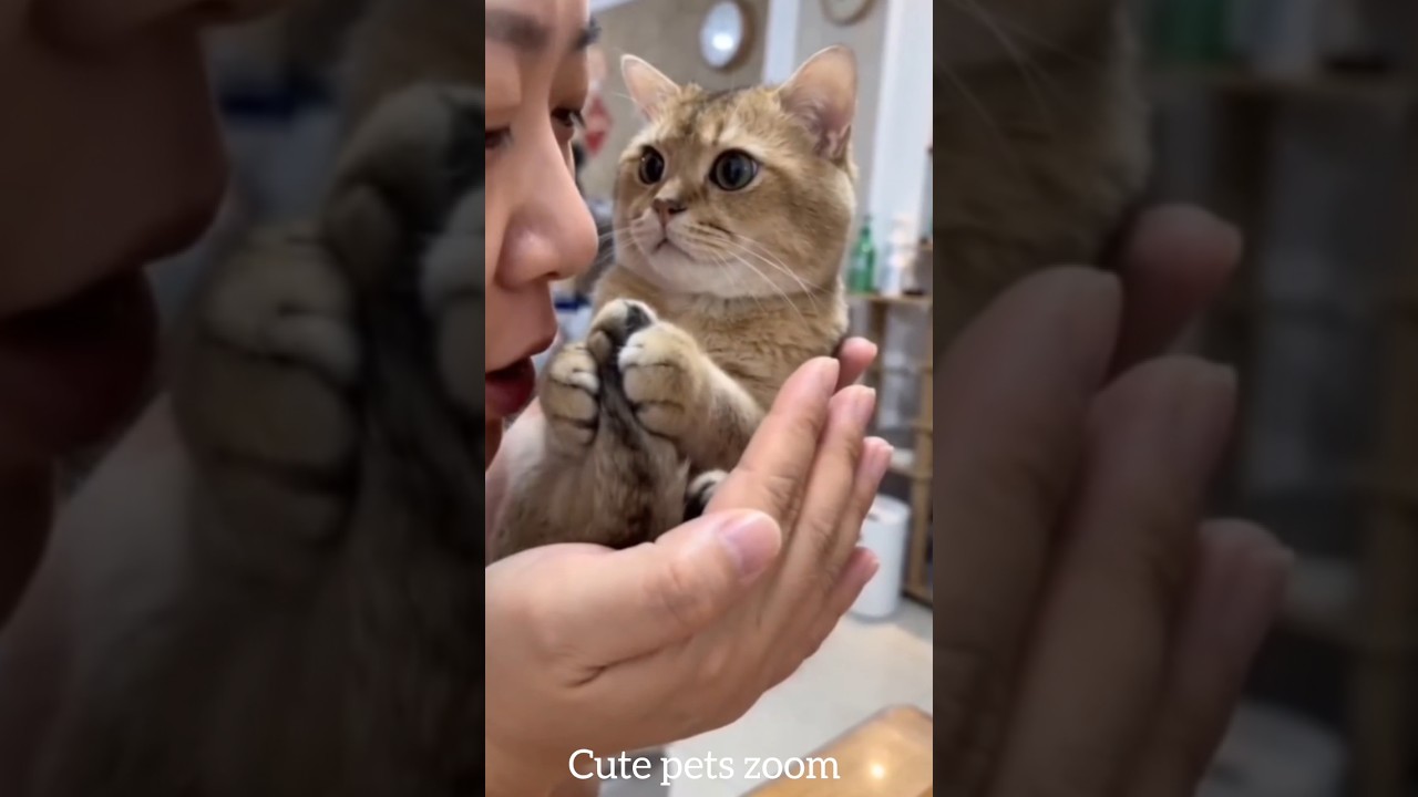Funny Cats & Dogs Compilation 😹🐶#funny