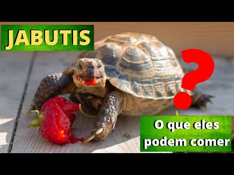 Vídeo: As tartarugas podem comer spurges?