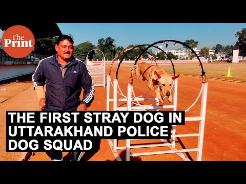 Meet Thenga, the stray dog in Uttarakhand police dog squad