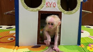 Baby monkey and dad play hide and seek in new house