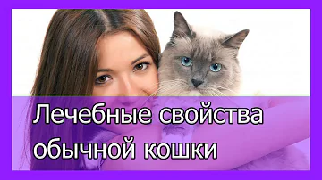 Почему кошка ложится на больное место человека
