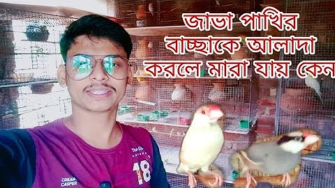 java birds baby care, জাভা পাখির বাচ্ছা খেতে শিখিয়ে গেছে তাও মারা যায় কেন?