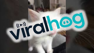 Kitten Crying for Whipped Cream || ViralHog