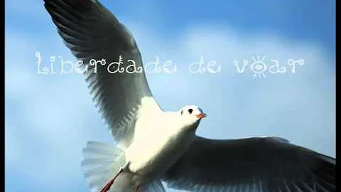 Dirceu Graeser - O Pssaro