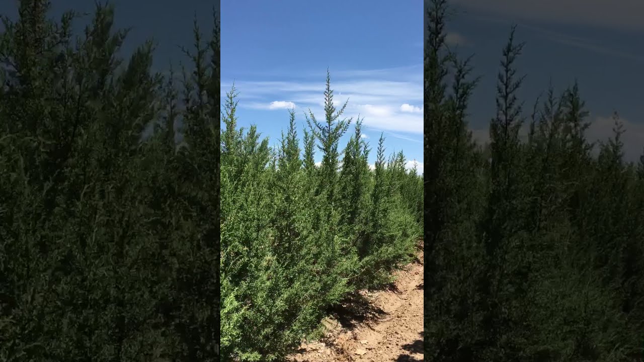 Juniperus monosperma (One Seed Juniper)