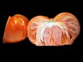 Rotting tomato timelapse 4k